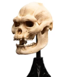 Der Herr der Ringe - Skull of Lurtz Mini Statue