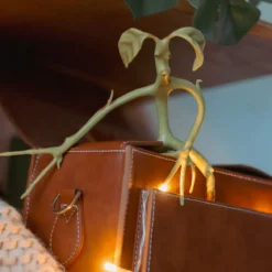 Phantastische Tierwesen - Biegbare Bowtruckle Figur 19cm